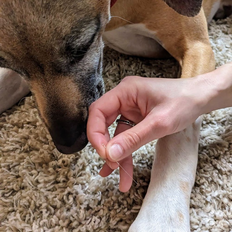 Akupunktur am Hund in Langebrück Tierheilpraktiker bei der Akupunktur am Hund in Langebrück